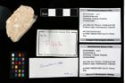 Foto (Objekt + Etikett) von Goniodromitidae indet.  (NHMW-GEO-2014-0194-0262)